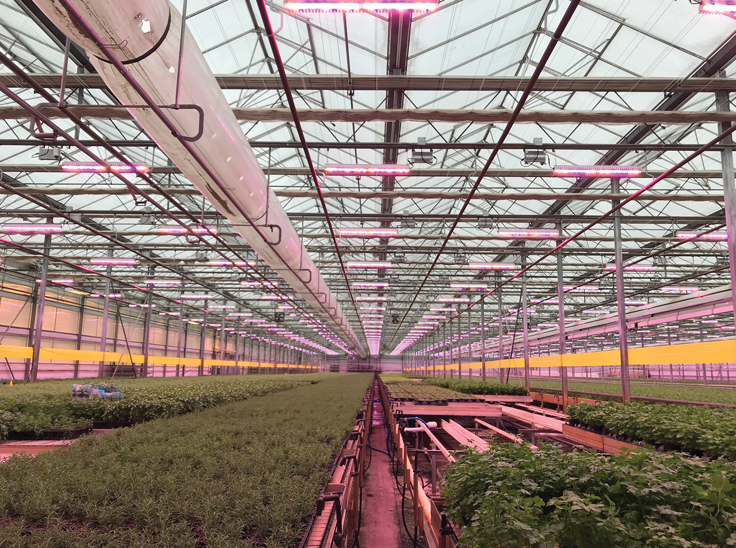 PNG-VAE1_Greenhouse_008