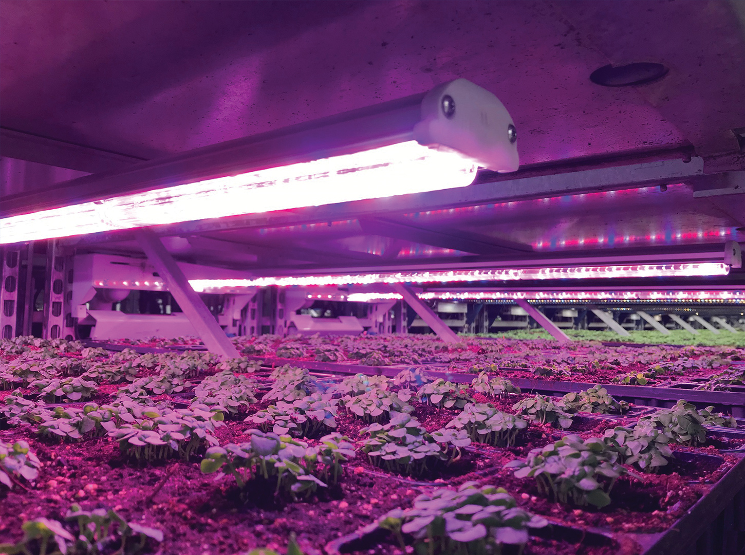 PNG-VAFS_Greenhouse_003