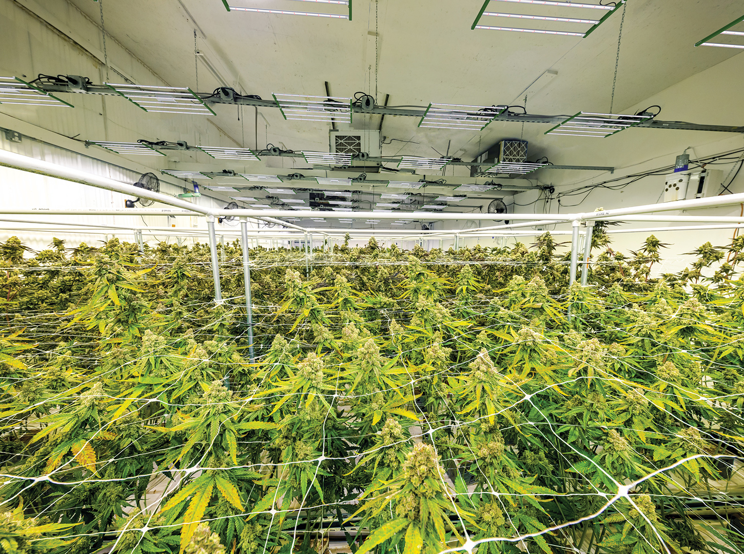 PNG-VPS6_Cannabis